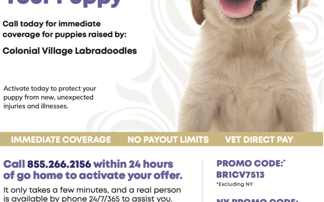 Health Insurance for your Puppy
