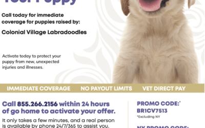 Health Insurance for your Puppy