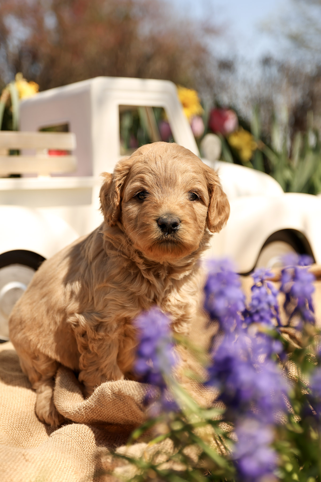 Puppy Tips – Potty Training