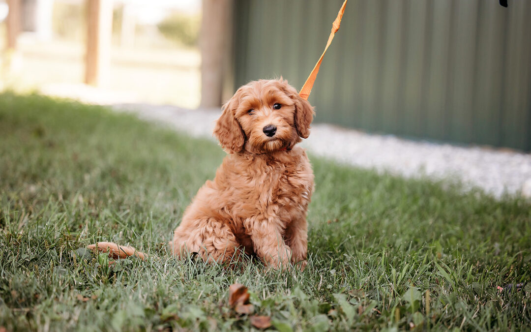 Leash Training Tips