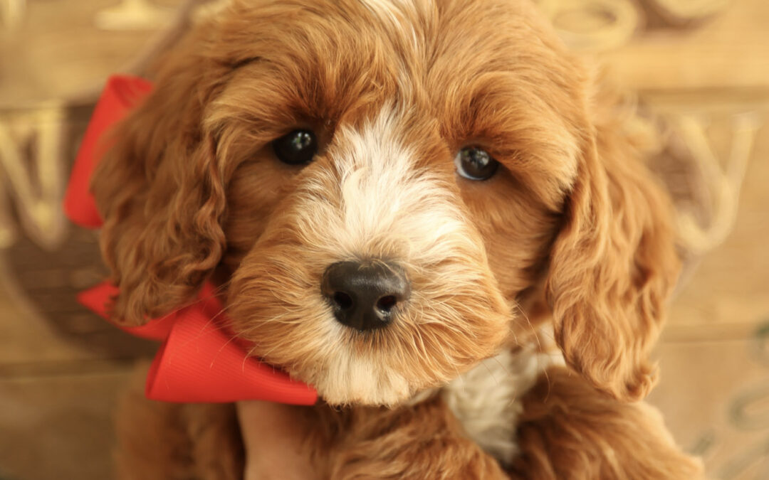Puppy Tips: Loud Sounds can be Scary!