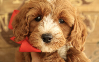 Puppy Tips: Loud Sounds can be Scary!