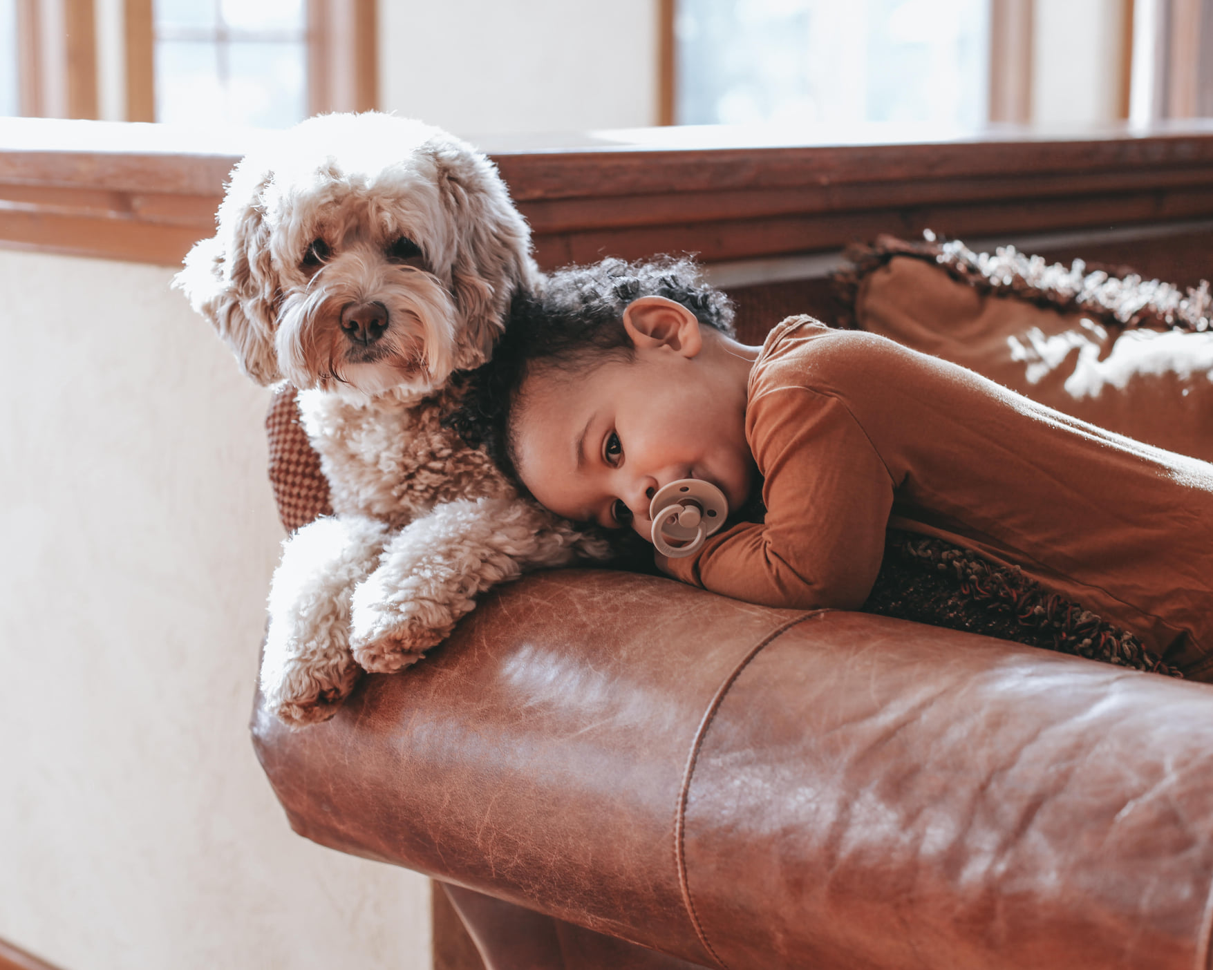 Why Australian Labradoodles Make Such Wonderful Family Dogs