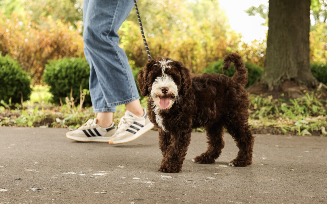 Puppy Tip: Teach Your Puppy to Focus Around Distractions
