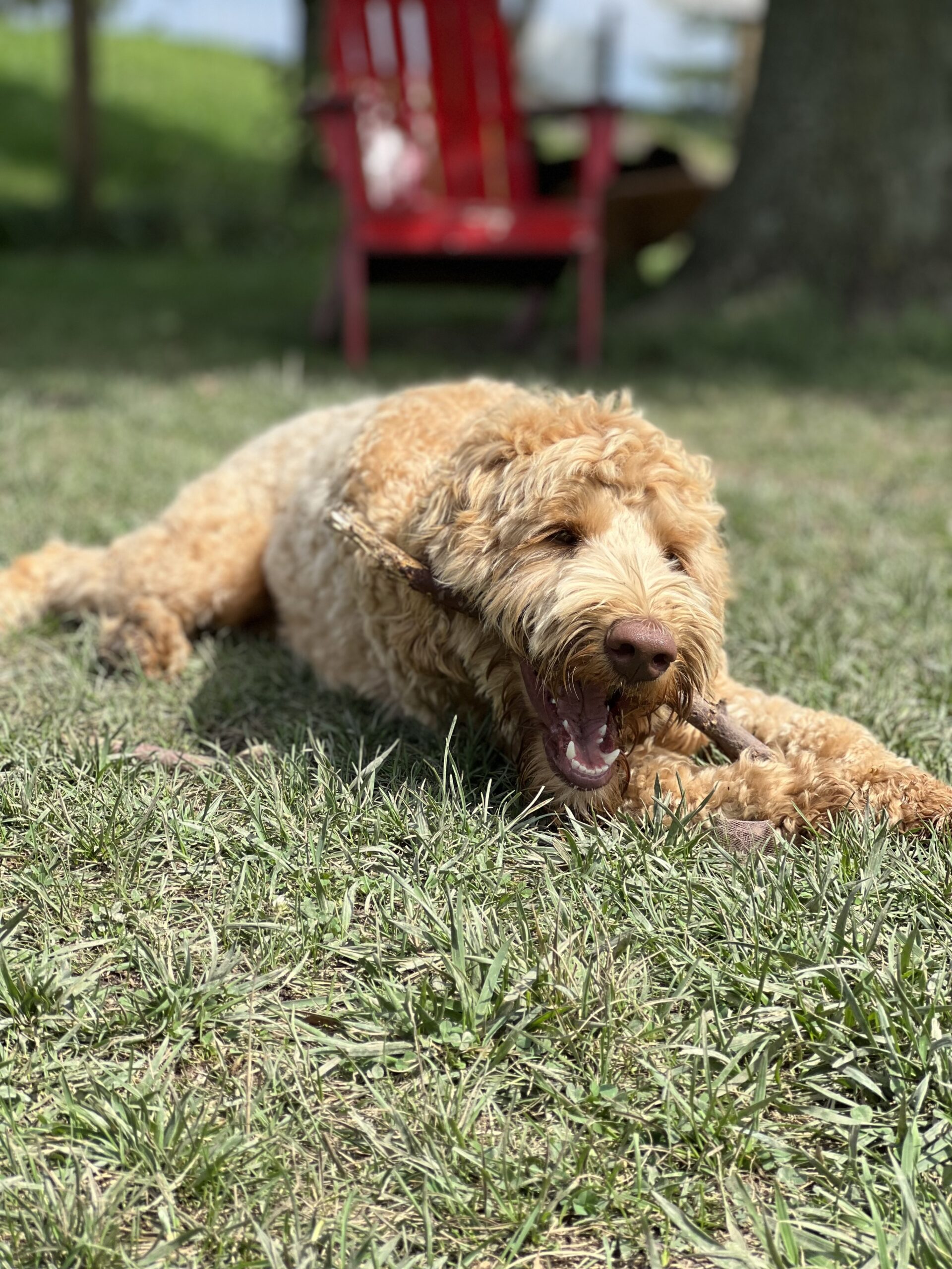 How to fix puppy biting? From a Colonial Village Labradoodles Expert