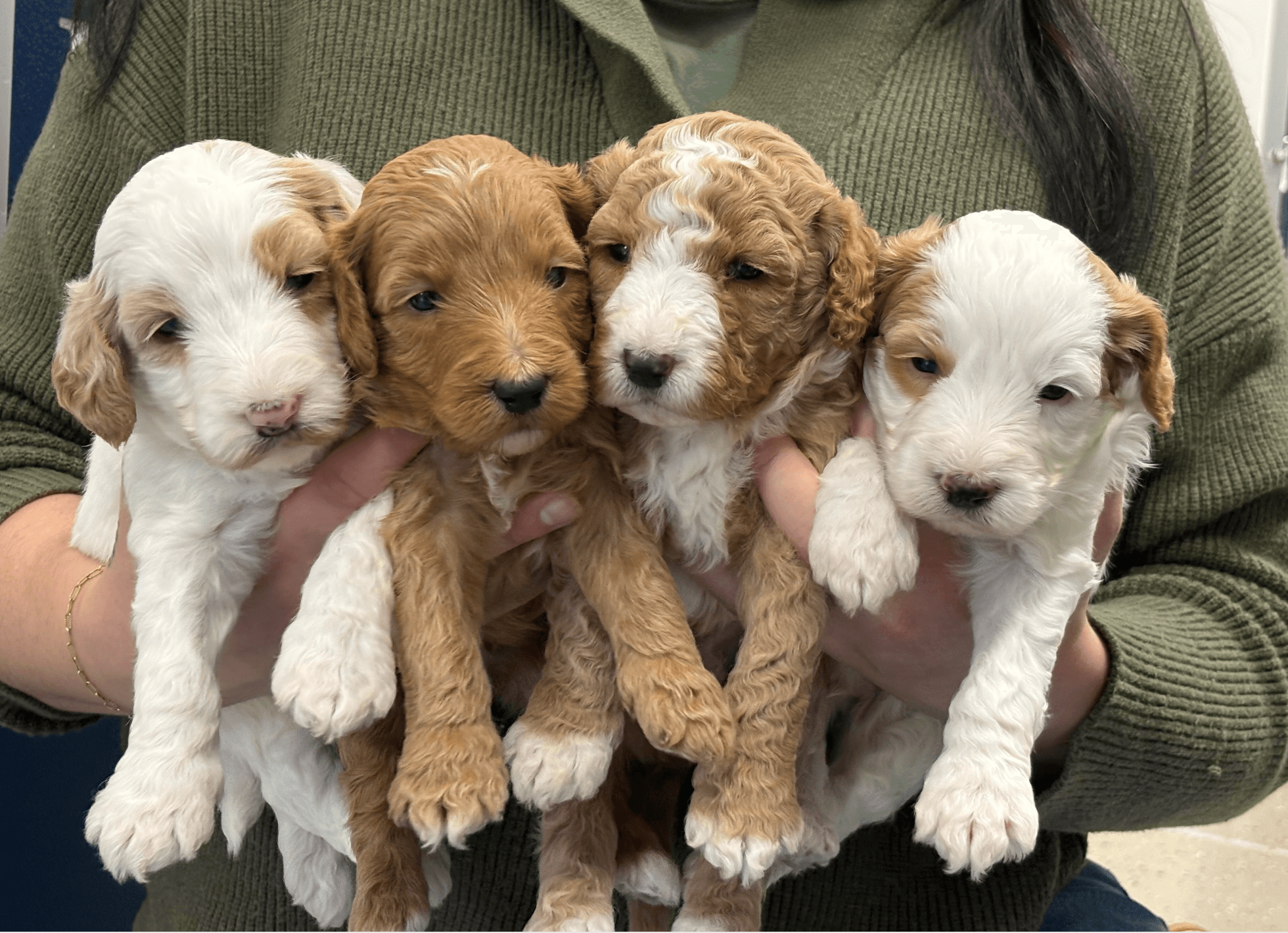Mia Puppies